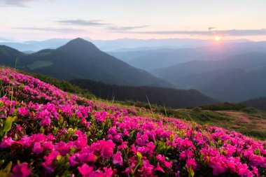 Altın gündoğumu ışığıyla aydınlatılan çiçek açan rhododendronlarla manzaralı bir dağ çayırı. Bahar Dağları