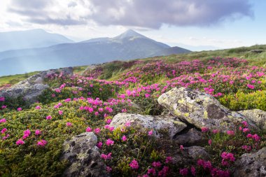 Yeşil yamaçlarda yeşeren pembe rhododendronlar, yumuşak sabah ışığı ve ötesinde sisli zirveler. Karpat Dağları. Peyzaj fotoğrafçılığı