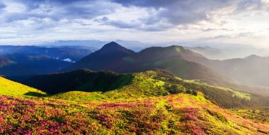 Bahar dağlarının manzarası yemyeşil yamaçlar canlı pembe rhododendron çiçekleriyle kaplı, ılık sabah ışığında parlayan ve puslu tepelerle çevrili