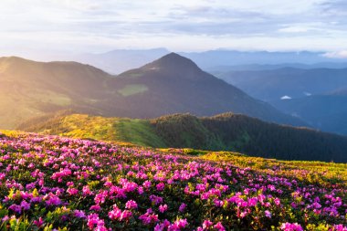 Dağların üzerinde altın gün doğumu, pembe rhododendronlar üzerine sıcak ışık saçıyor yemyeşil yamaçları kaplayan, uzaktan sisli zirveleri olan. Peyzaj fotoğrafçılığı