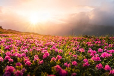 Çiçek açan rhododendronlar bir dağ yamacını örtüyor, yumuşak altın sabah ışığı ve sisle yıkanmış. Nefes kesici bahar manzarası. Karpat Dağları. Peyzaj fotoğrafçılığı