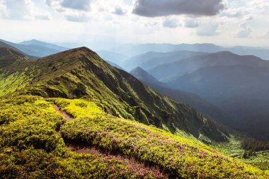 Yeşil yamaçlı yaz dağlarının sersemletici manzarası çiçek açan rhododendronlarla kaplı, ılık sabah ışığı ve ötesinde sisli mavi tepelerle yıkanmış. Bahar dağları. Peyzaj fotoğrafçılığı
