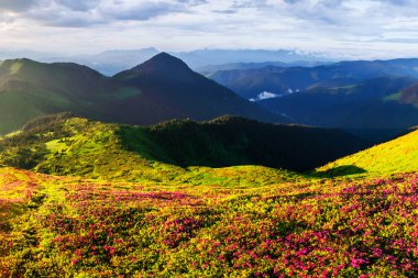 Canlı çiçek açan rhododendronlarla kaplı manzaralı bahar dağları. Çarpıcı manzara fotoğrafçılığı.