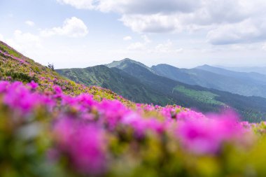 Önünde pembe rhododendronlar olan Karpatya manzarası. Bahar Dağları