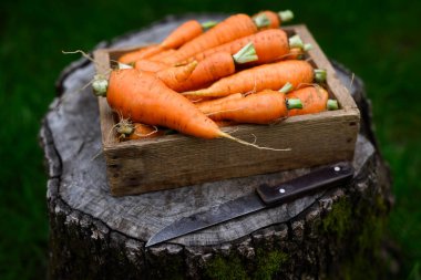 Tahta bir sandıkta toplanmış taze havuçlar, bir bıçakla kütüğe konmuş. Çiftlikten sofraya konsept