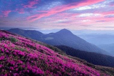 Parlak rhododendron çiçekleri, pembe gündoğumuyla aydınlanan bir dağ çayırını tamamen kaplıyor. Bahar manzarası fotoğrafçılığı.