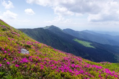 Canlı pembe rhododendron çiçekleriyle dolu nefes kesici yaz manzarası. Karpat Dağları Manzarası