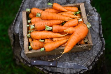 Bir ağaç kütüğünün üzerinde sade ahşap bir kutuda canlı turuncu havuçlar, yanında da bir bıçak. Organik gıda tasarımı