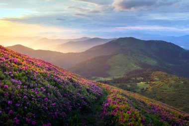 Dağlarda baş döndürücü bir yaz sabahı serpilen rhododendron çiçekleri ılık gündoğumu renklerinin altında parlıyor. Bahar dağları. Peyzaj fotoğrafçılığı