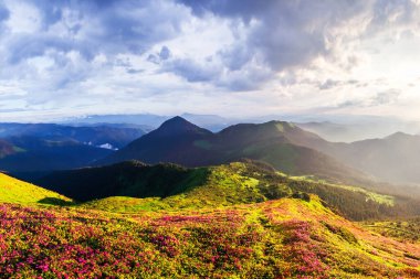 Çiçek açan rhododendron çiçekleriyle bahar dağları. Peyzaj fotoğrafçılığı