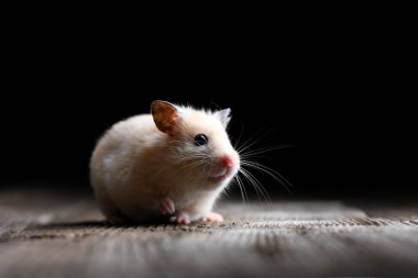 Köy ahşap bir masada oturan küçük bej hamster, derin siyah bir arka planda yakalandı. Hayvan fotoğrafçılığı