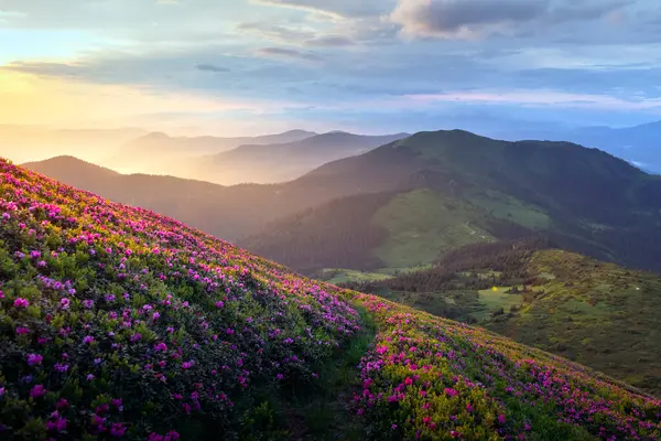 Dağlarda baş döndürücü bir yaz sabahı serpilen rhododendron çiçekleri ılık gündoğumu renklerinin altında parlıyor. Bahar dağları. Peyzaj fotoğrafçılığı