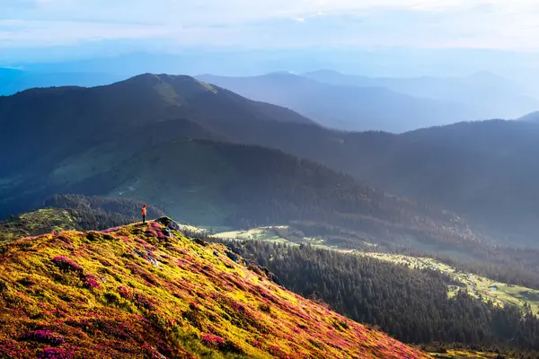 Çiçek açan rhododendron çiçekleriyle bahar dağları. Peyzaj fotoğrafçılığı