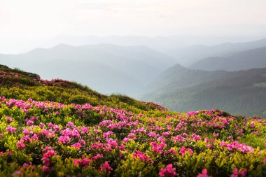 Gün ışığıyla aydınlanan, ışıl ışıl parlayan rhododendronlarla dolu resimli bir bahar dağı manzarası. Karpat Dağları. Peyzaj fotoğrafçılığı