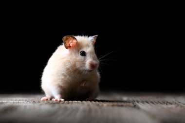 Eski ahşap bir masada oturan bej tüylü hamster, siyah bir arka planda izole edilmiş. Ayrıntılı makro çekim