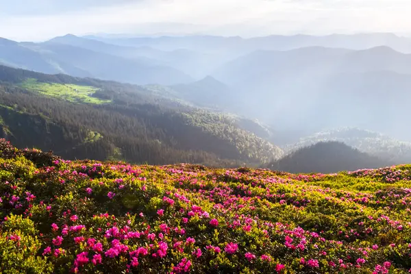 İlkbaharda bir dağ çayırını kaplayan çiçek açan rhododendronlar sisli dağ sıralarının üzerinde gün batımının sıcacık ışığı parlıyor. Peyzaj fotoğrafçılığı