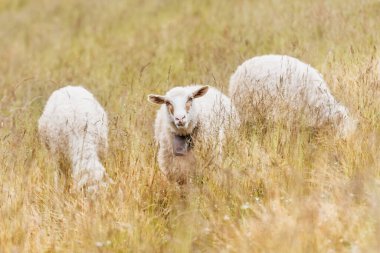 Yaz dağlarında uzun çimlerde otlayan üç koyun. Hayvan fotoğrafçılığı