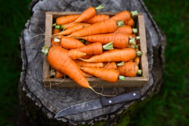 Tahta bir kutuda biçilmiş havuç ve bıçakla bir kütük. Kırsal ve organik besin bileşimi