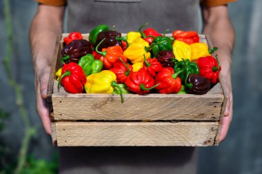 Çiftçi ahşap bir kutu dolusu olgunlaşmış habanero biberi kapsicum chinense almış.