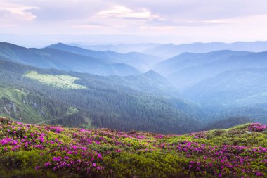 Çiçekler açan çayırlarla dolu bir dağ çayırı ve bulutlu gökyüzü ile dağ sıraları ile akşam manzarası. Bahar Dağları
