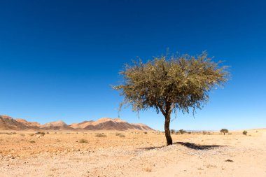 Namibya çölünde tek bir akasya ağacı. Dağlar ve arka planda açık mavi gökyüzü olan kuru savanalar. Namibya, Afrika