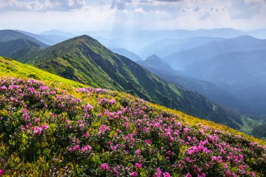 Bereketli yeşil tepeler ve canlı pembe rhododendron çiçekleri bahar dağlarının yamaçlarını örtüyor. Resimli doğa fotoğrafçılığı
