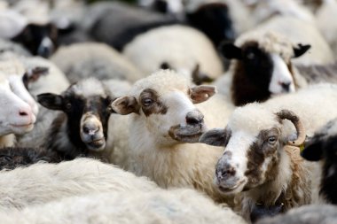 Sığır ağılında yüz karası ve beyaz koyun. Hayvan fotoğrafçılığı