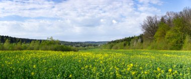 Yaz manzarası tarımsal tecavüz sahası, orman ve bulutlu mavi gökyüzü