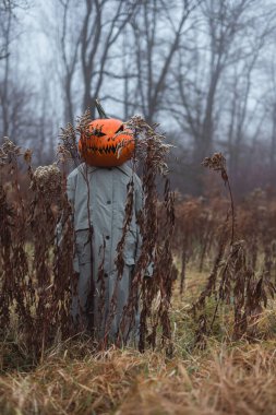 Kabak kafalı ve eski pelerinli korkuluk sisli sonbahar tarlasında duruyor. Ürkütücü mevsimsel modda sisli hasat ortamında gösterilen Cadılar Bayramı figürü