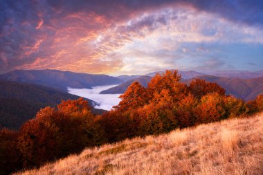 Sonbahar dağlarında kızıl kayın ormanları olan resim manzarası sonbahar mevsiminde canlı günbatımında parlar. Sonbahar manzarası