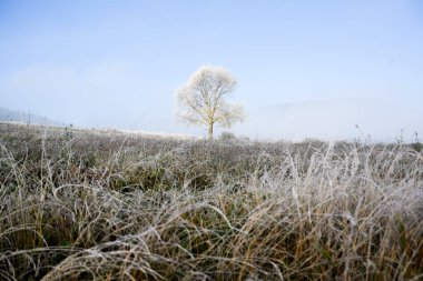 Sabah karları çimenli vadiyi kaplar ve sonbahar dağlarında güneş ışığı altında tek bir ağaç. Sabahın erken saatlerinde sakin mevsimsel atmosferli gevrek alp tarlası görülüyor.