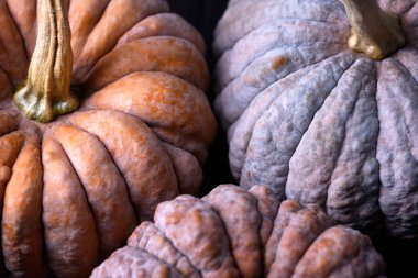 Siyah Futsu kabağının balkabağı dokusu çok renkli deriyle gösterilmiş. Doğal yüzeyi ve mevsimsel hasat duygusuna sahip kırsal gıda arka planı