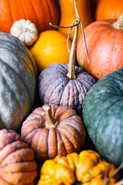 Çeşitli renk ve boyutlarda balkabakları çerçeveyi ayrıntılı sonbahar yakın çekiminde doldurur. Bayram temaları ve hasat dekorları için uygun sonbahar sebze karışımı