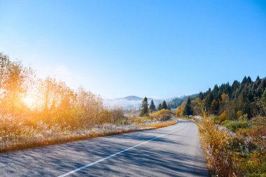 Sisli ormanda portakal yapraklı ağaçlar sonbahar dağlarında şafak vakti donuk bir yol oluşturur. Soğuk mevsim manzarası atmosferik tepeler ve barışçıl doğa tonları ile kaydedildi.