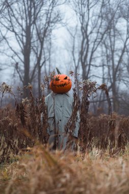 Sisli sonbahar tarlası kabak kafalı bir korkuluğu saklıyor. Ürkütücü tatil figürü hasat zamanı atmosferinde sisli ormanlarda saklanır.