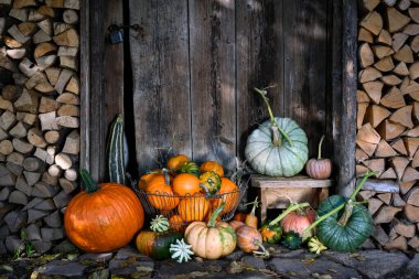 Köy avlusunda eski ahşap ahır kapısının yanında değişik tipte balkabaklarının olduğu samimi bir kır manzarası. Cadılar Bayramı ya da Şükran Günü için şenlikli sonbahar hazırlığı