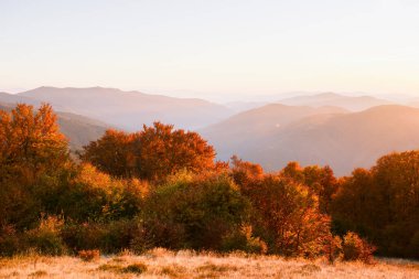 Sonbahar kayın ormanları günbatımı ışınlarında parlar ve arka planda sisli dağ sırtları vardır. Sisli tepeleri ve ılık mevsimsel atmosferi olan altın saat orman manzarası