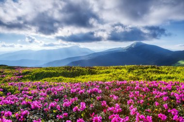 Spring landscape. Rhododendron flowers blooming on the high mountain. Location Carpathian, Ukraine, Europe. Wallpaper background.
