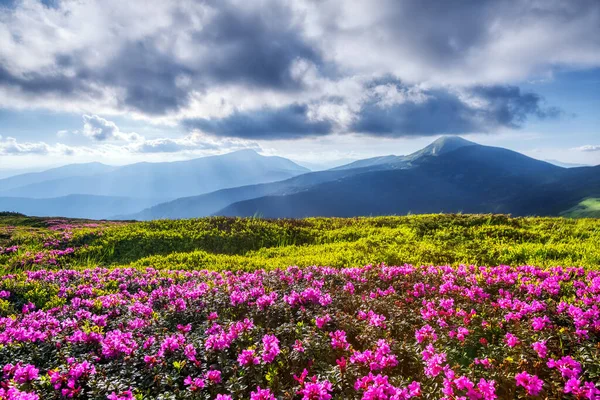 Spring landscape. Rhododendron flowers blooming on the high mountain. Location Carpathian, Ukraine, Europe. Wallpaper background.