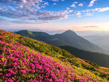 Sunset. The lawns are covered by pink rhododendron flowers. High mountain. Wallpaper background. Panoramic view. Location Carpathian mountain, Ukraine, Europe.