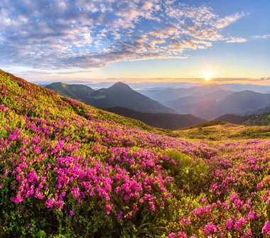 Sunrise with orange sky. The lawns are covered by pink rhododendron flowers. High mountain. Spring morning. Wallpaper background. Panoramic view. Location Carpathian mountain, Ukraine, Europe.