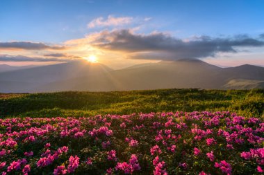 Gün doğumu. Çimlerde açan Rhododendron çiçekleri. Bahar sabahı. Duvar kağıdı arka planı. Panoramik manzara. Dağ manzarası.