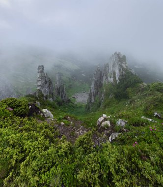 Dağlar manzaralı. Sisli bir sabah. Tarlalar ve çayırlar sabah sisi ile kaplıdır. Çam ağaçlarının ormanı. Doğal manzara..
