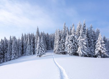 Doğa kış manzarası. Karla kaplı çimenler. Kar yığınlarındaki Evergreen ağaçları. Noel Harikalar Diyarı. Karlı duvar kağıdı arka planı. Konum Karpatlar, Ukrayna, Avrupa.