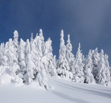 Kış manzarası. Karla kaplı çimenler. Karlı yüksek dağlar. Karlı bir arka plan. Konum Karpatlar, Ukrayna, Avrupa.