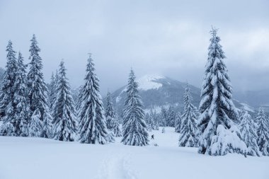 Kar beyazı zirveli yüksek dağların kış manzarası. Orman. Karla kaplı çimenler. Kar yığınlarındaki Evergreen ağaçları. Noel Harikalar Diyarı. Karlı duvar kağıdı arkaplanı.