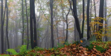 Sis ormanlı bir panorama. Kayın ağaçları. Sonbahar manzarası. Portakal yapraklarıyla kaplı çimenlikten güzel eski bir taş saptandı. Sonbahar manzarası. Doğal manzara.