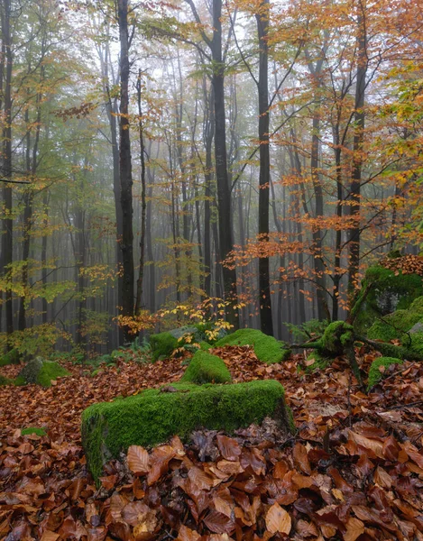 Fog Forest Beech Trees Fall Scenery Lawn Covered Orange Leaves — Stock Photo, Image