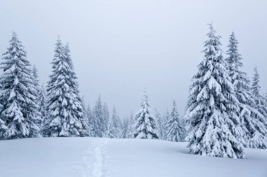Sisli orman. Tek renkli bir fotoğraf. Karlı ve ağaçlı yüksek dağ manzarası. Hava görüntüsü. Duvar kağıdı arka planı. Doğal bir manzara. Konum: Carpathian, Ukrayna, Avrupa
