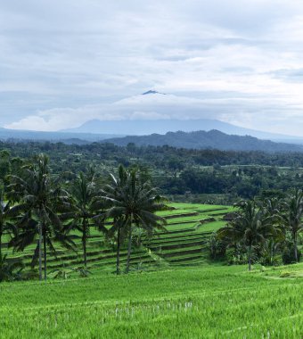 Landscape of sunny day with green rice terraces near Tegallalang village, Bali, Indonesia. Spectacular rice fields. Garden with tall palm trees. Romantic relax place. clipart